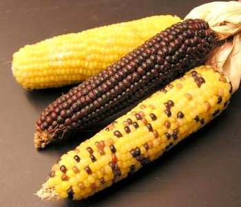 Three Types of Corn